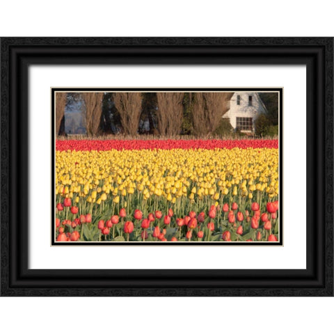 Red and Orange Tulips Black Ornate Wood Framed Art Print with Double Matting by Styber, Dana
