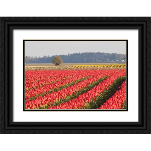 Lonesome Tree Black Ornate Wood Framed Art Print with Double Matting by Styber, Dana