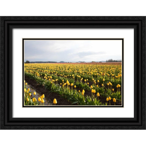 Tulips at Sunset V Black Ornate Wood Framed Art Print with Double Matting by Styber, Dana