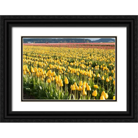 Yellow and Orange Tulips II Black Ornate Wood Framed Art Print with Double Matting by Styber, Dana