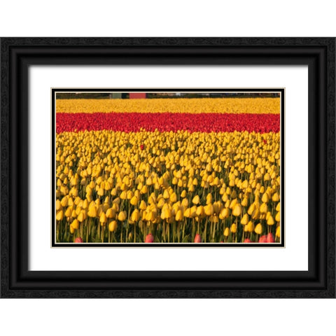 Band of Red Black Ornate Wood Framed Art Print with Double Matting by Styber, Dana
