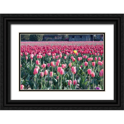 Yellow Among Pinks Black Ornate Wood Framed Art Print with Double Matting by Styber, Dana