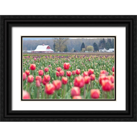 Tulip Homestead Black Ornate Wood Framed Art Print with Double Matting by Styber, Dana
