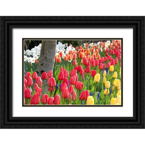 Tulip Bed I Black Ornate Wood Framed Art Print with Double Matting by Styber, Dana