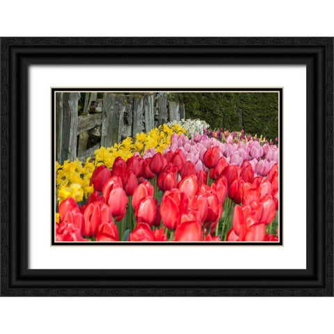 Tulip Bed II Black Ornate Wood Framed Art Print with Double Matting by Styber, Dana