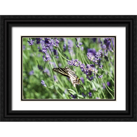 Lavender and Butterfly I Black Ornate Wood Framed Art Print with Double Matting by Styber, Dana