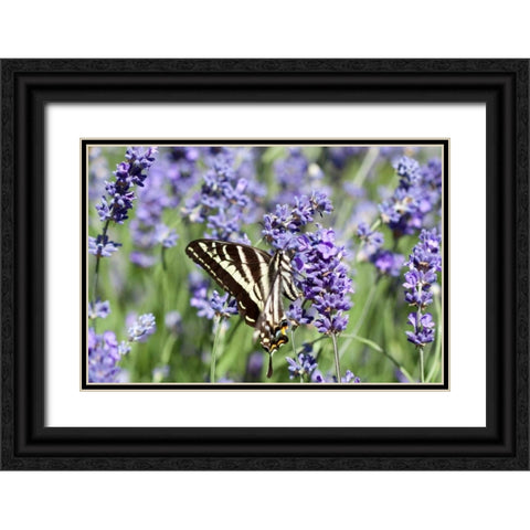 Lavender and Butterfly II Black Ornate Wood Framed Art Print with Double Matting by Styber, Dana
