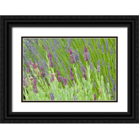 Lavender Sway I Black Ornate Wood Framed Art Print with Double Matting by Styber, Dana