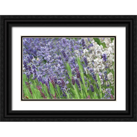 Lavender Sway II Black Ornate Wood Framed Art Print with Double Matting by Styber, Dana
