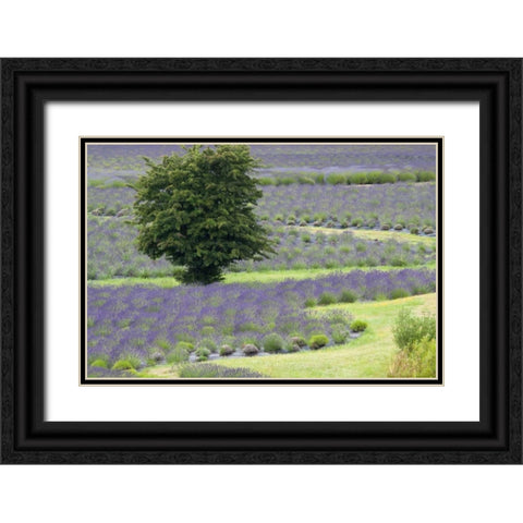 Lavender Field and Tree Black Ornate Wood Framed Art Print with Double Matting by Styber, Dana