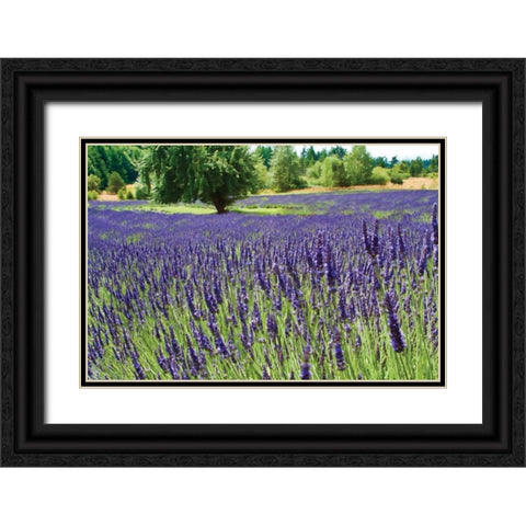 Lavender Field I Black Ornate Wood Framed Art Print with Double Matting by Styber, Dana