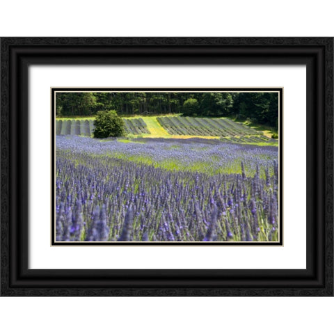 Lavender Field II Black Ornate Wood Framed Art Print with Double Matting by Styber, Dana