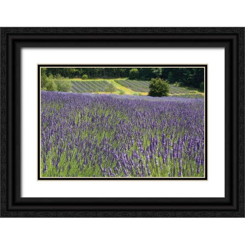 Lavender Field III Black Ornate Wood Framed Art Print with Double Matting by Styber, Dana