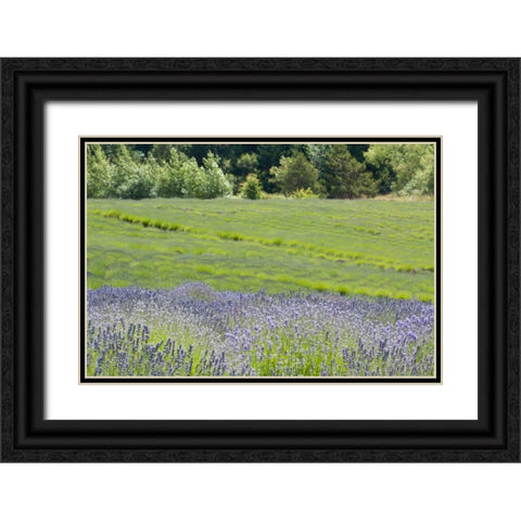 Lavender Hill II Black Ornate Wood Framed Art Print with Double Matting by Styber, Dana