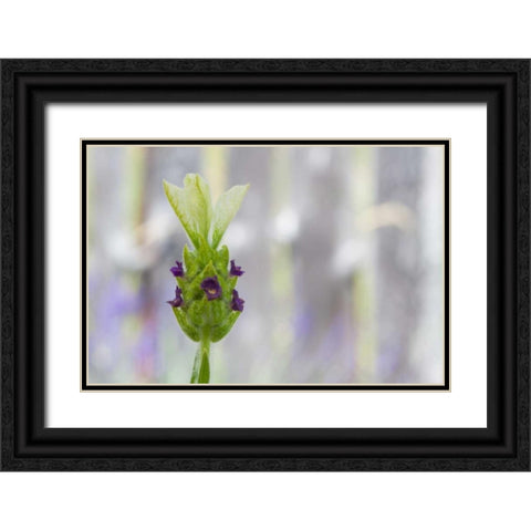 Lavender Bud I Black Ornate Wood Framed Art Print with Double Matting by Styber, Dana