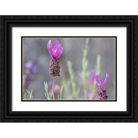Lavender Bud II Black Ornate Wood Framed Art Print with Double Matting by Styber, Dana