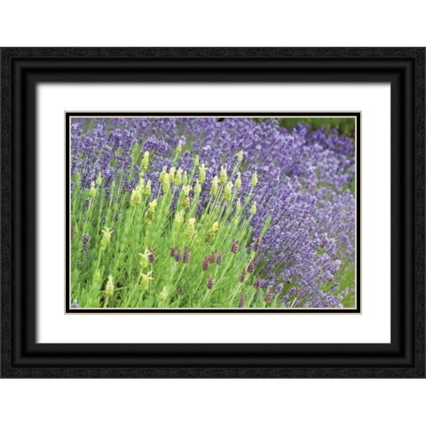 Flowing Lavender I Black Ornate Wood Framed Art Print with Double Matting by Styber, Dana