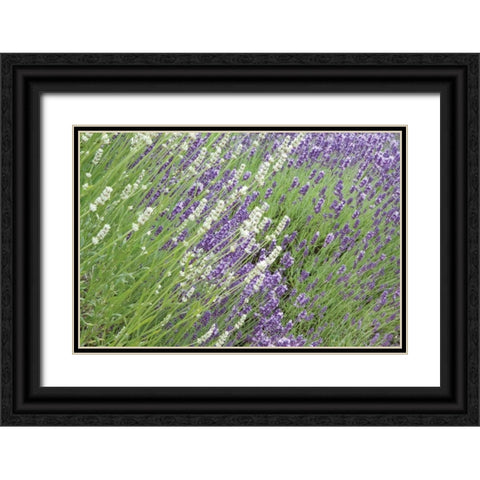Flowing Lavender II Black Ornate Wood Framed Art Print with Double Matting by Styber, Dana
