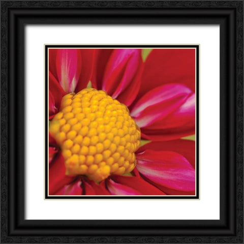 Starburst Square II Black Ornate Wood Framed Art Print with Double Matting by Styber, Dana