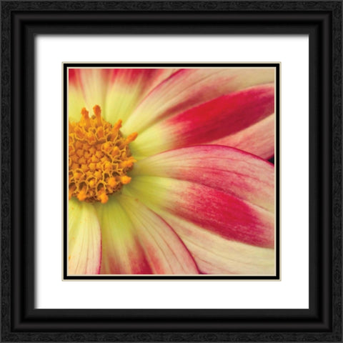 Starburst Square III Black Ornate Wood Framed Art Print with Double Matting by Styber, Dana
