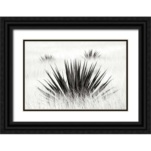 Agave BW I Black Ornate Wood Framed Art Print with Double Matting by Taylor, Douglas