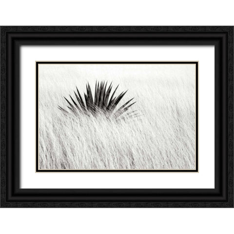 Agave BW II Black Ornate Wood Framed Art Print with Double Matting by Taylor, Douglas