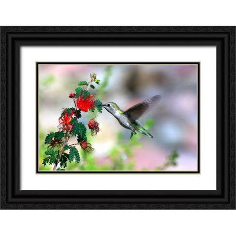 Hummingbird Black Ornate Wood Framed Art Print with Double Matting by Taylor, Douglas