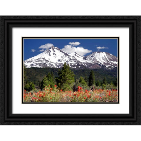 Indian Paintbrush Black Ornate Wood Framed Art Print with Double Matting by Taylor, Douglas