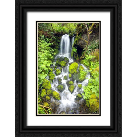 Rainforest Falls Black Ornate Wood Framed Art Print with Double Matting by Taylor, Douglas