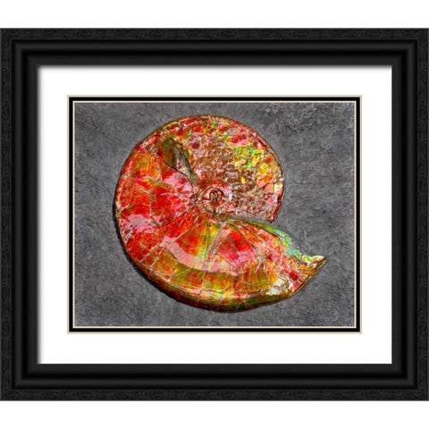 Ammonite in Matrix Black Ornate Wood Framed Art Print with Double Matting by Taylor, Douglas