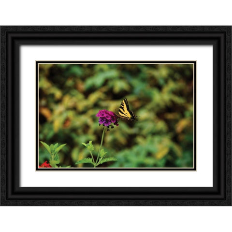 Garden Butterfly I Black Ornate Wood Framed Art Print with Double Matting by Clayton-Thompson, Philip