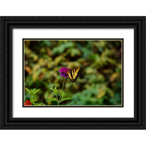 Garden Butterfly II Black Ornate Wood Framed Art Print with Double Matting by Clayton-Thompson, Philip