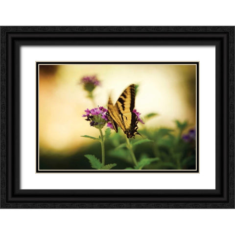 Garden Butterfly III Black Ornate Wood Framed Art Print with Double Matting by Clayton-Thompson, Philip
