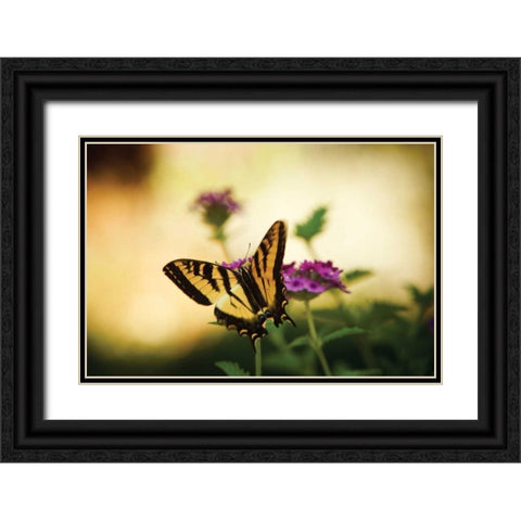 Garden Butterfly IV Black Ornate Wood Framed Art Print with Double Matting by Clayton-Thompson, Philip