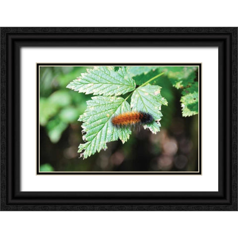 Caterpillar on Leaf II Black Ornate Wood Framed Art Print with Double Matting by Thomas, Logan