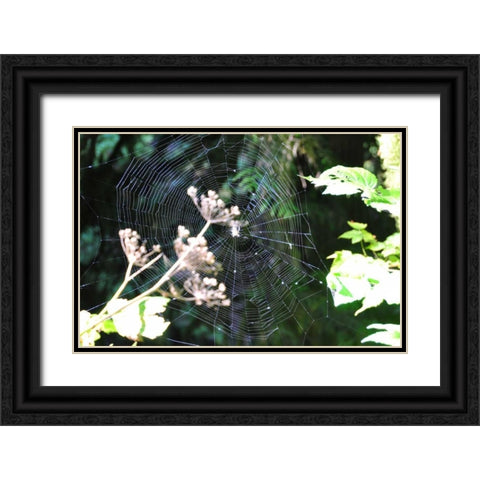 Spiderweb I Black Ornate Wood Framed Art Print with Double Matting by Thomas, Logan