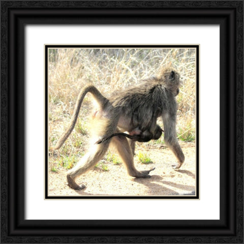 Safari Baboon and Baby II Black Ornate Wood Framed Art Print with Double Matting by Underdahl, Dana