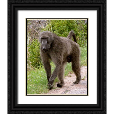 Baboon II Black Ornate Wood Framed Art Print with Double Matting by Underdahl, Dana