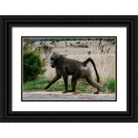 Baboon V Black Ornate Wood Framed Art Print with Double Matting by Underdahl, Dana
