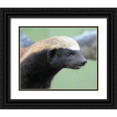 Badger I Black Ornate Wood Framed Art Print with Double Matting by Underdahl, Dana