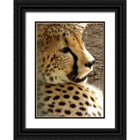 Cheetah Portrait I Black Ornate Wood Framed Art Print with Double Matting by Underdahl, Dana