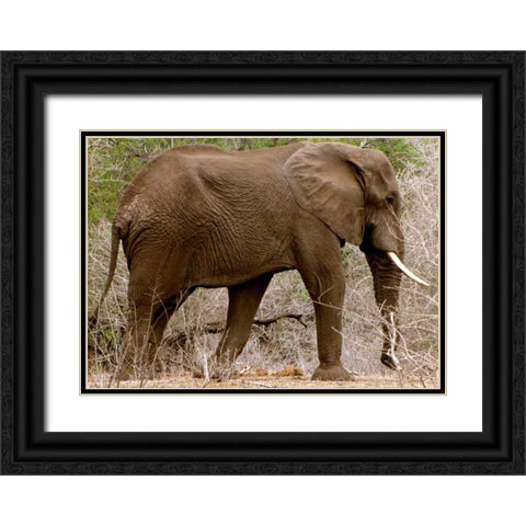 Elephant I Black Ornate Wood Framed Art Print with Double Matting by Underdahl, Dana