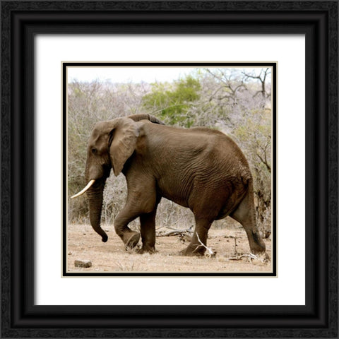 Elephant II Black Ornate Wood Framed Art Print with Double Matting by Underdahl, Dana