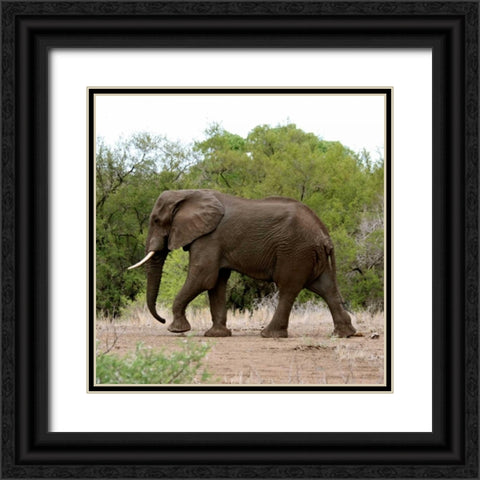 Safari Elephant I Black Ornate Wood Framed Art Print with Double Matting by Underdahl, Dana