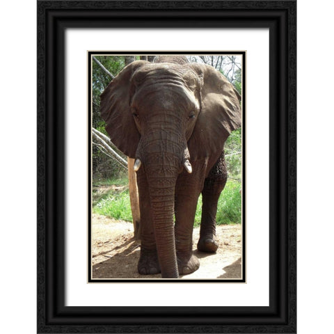 Safari Elephant II Black Ornate Wood Framed Art Print with Double Matting by Underdahl, Dana
