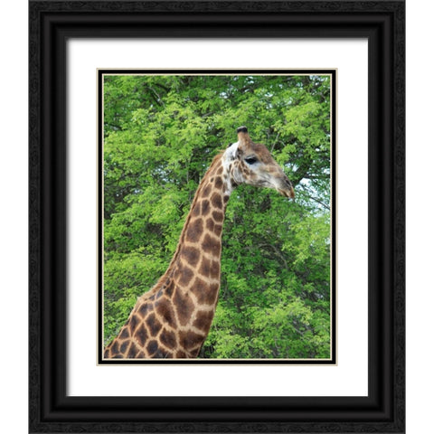 Giraffe II Black Ornate Wood Framed Art Print with Double Matting by Underdahl, Dana