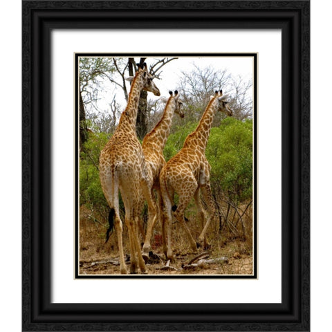 Giraffe Walk II Black Ornate Wood Framed Art Print with Double Matting by Underdahl, Dana