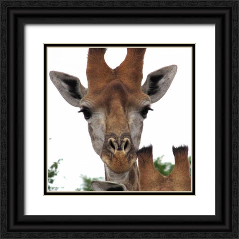 Giraffe Portrait I Black Ornate Wood Framed Art Print with Double Matting by Underdahl, Dana