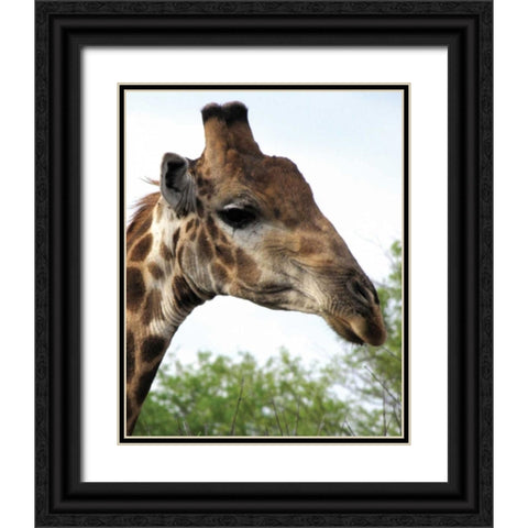 Giraffe Portrait IV Black Ornate Wood Framed Art Print with Double Matting by Underdahl, Dana