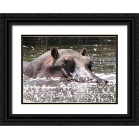 Hippo I Black Ornate Wood Framed Art Print with Double Matting by Underdahl, Dana